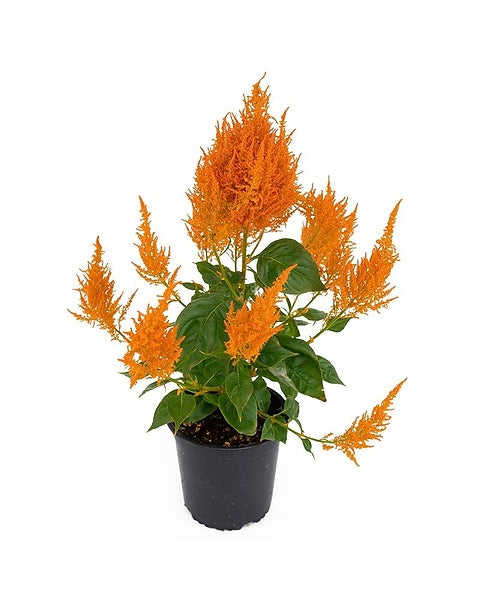 Potted plant with orange flowers and green leaves