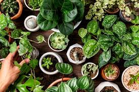 Plants