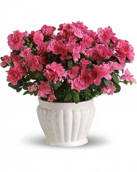 Pretty In Pink Azalea