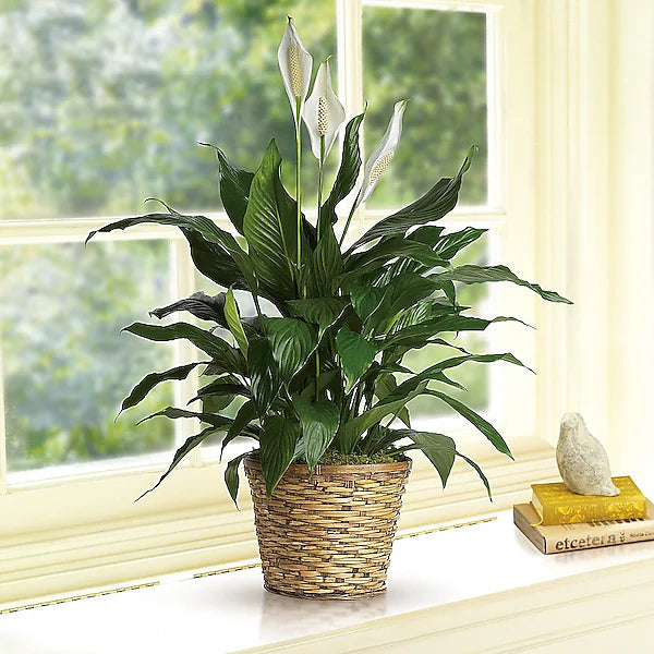Simply Elegant Spathiphyllum (Peace Lily) - Medium