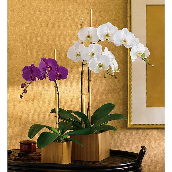 Two Elegant orchids on table against gold wall.