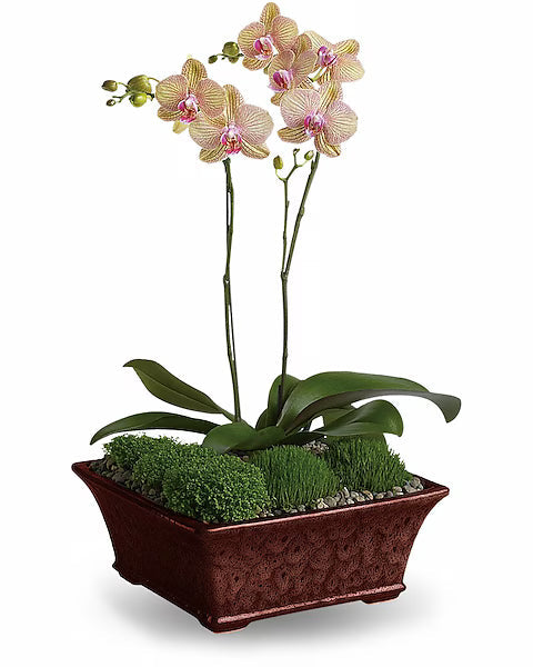 Potted orchid with pink flowers in a decorative brown container