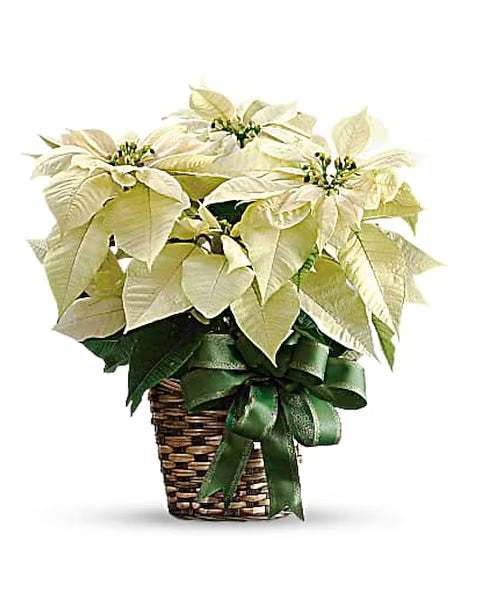 White Poinsettia with Pot Cover